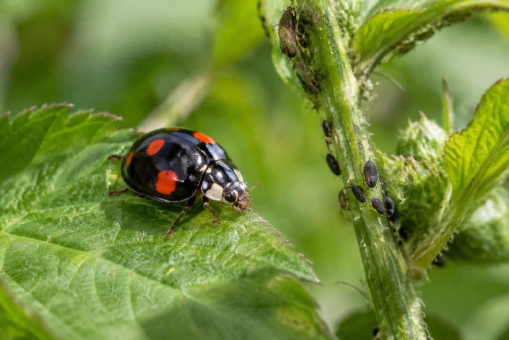 découvrez comment identifier la coccinelle noire, ses caractéristiques et son rôle bénéfique dans le jardin, notamment contre certains ravageurs.